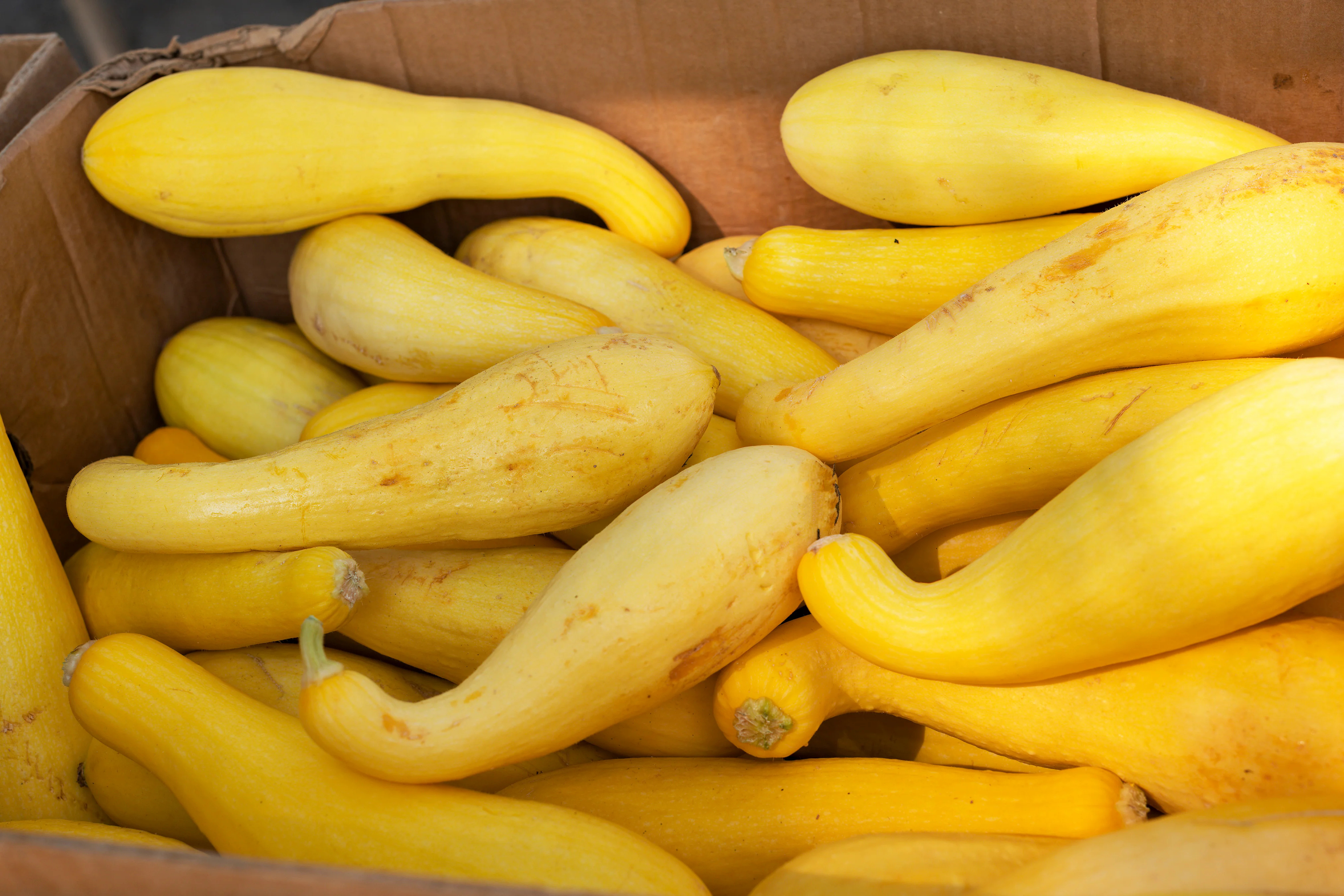 Summer Crookneck Early Squash